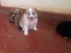 Lion Pomeranian Puppies