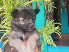 Lion pomeranian
