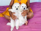 Lion Pomeranian
