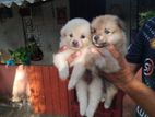 Lion Pomeranian
