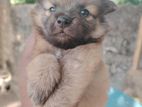 Lion Pomeranian