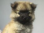 Lion Pomeranian