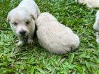 Lion Pomeranian Puppies