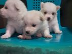 Lion Pomeranian Puppies