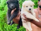 Lion Pomeranian Puppies