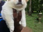 Lion Pomeranian