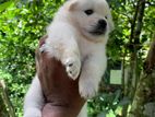 Lion Pomeranian