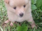 Lion Pomeranian Puppy