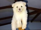 Lion Pomeranian Puppy