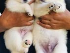 Lion Pomeranian Puppies