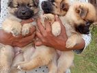 Lion Pomeranian Puppies