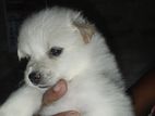 Lion pomeranian