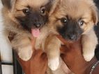Lion Pomeranian Puppies