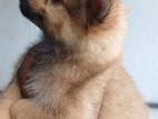 Lion Pomeranian Puppies