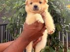 Lion Pomeranian