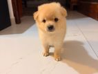 Lion Pomeranian