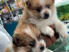Lion Pomeranian Puppies