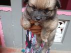 Lion Pomeranian Puppies