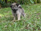 Lion Pomeranian Puppy