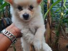 Lion Pomeranian Puppy