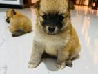 Lion Pomeranian Puppies