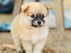Lion Pomeranian Puppy