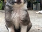 Lion Pomeranian Puppy