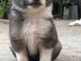 Lion Pomeranian Puppy