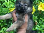 Lion Pomeranian Puppy
