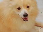 Lion Pomeranian - ලයන් පොමනේරියන් male 3.5yrs