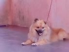 Lion Pomeranian Male Dog Crossing