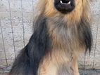 Lion Pomeranian Male Dog