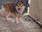 Lion Pomeranian Male Dog for Crossing