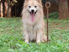 Lion Pomeranian Male for Crossing