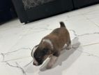 Lion Pomeranian Male Puppies