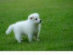 Lion Pomeranian Male Puppy