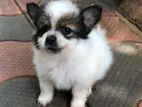 Lion Pomeranian