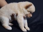 Lion Pomeranian Puppies