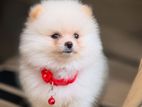 Lion Pomeranian Puppy