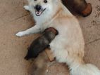 Lion Pomeranian Puppy