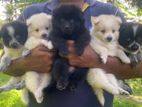 Lion Pomeranian Puppies