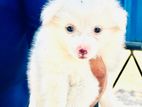 Lion Pomeranian Puppy