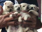 Lion Pomeranian Pupies