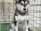 Lion pomeranian puppi