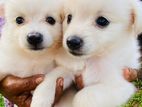 Lion Pomeranian Puppies