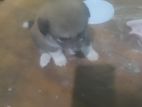 Lion Pomeranian Puppies