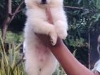 Lion Pomeranian Puppies