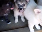 Lion Pomeranian Puppies