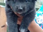 Lion Pomeranian Puppies