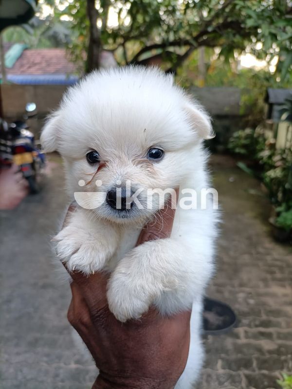 Lion Pomeranian Puppies in Batticaloa City | ikman